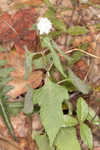 Snow squarestem